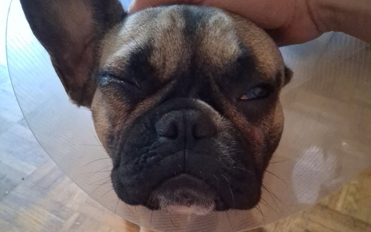 Pies w kołnierzu po operacji, z zamkniętymi oczami.