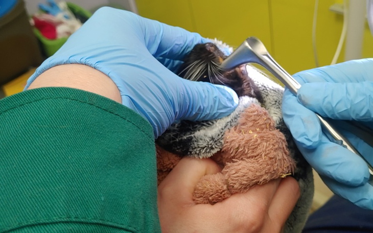 Zbiórka Diagnostyka stomatologiczna Adaś - zdjęcie główne