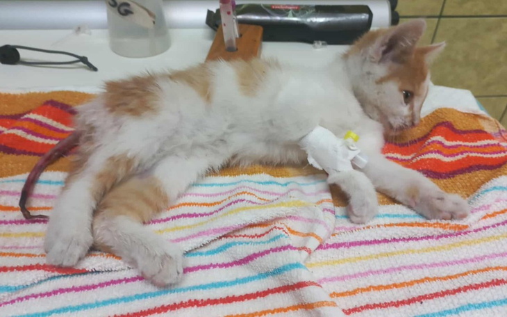 Mały kotek leżący na kolorowej ręczniku w lecznicy.