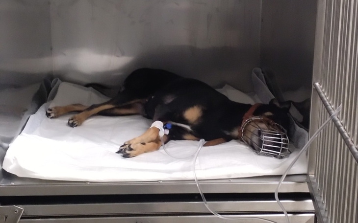 Zbiórka Leczenie Sindi - zdjęcie główne