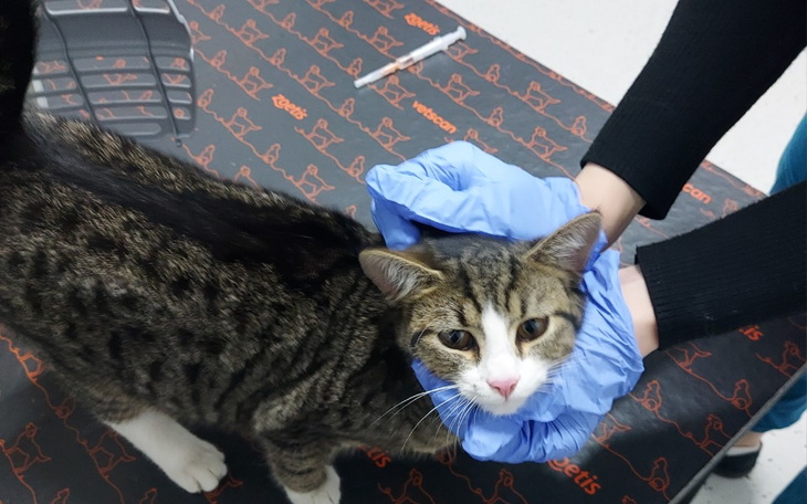 Zbiórka Szczepienia dla bezdomniakow - zdjęcie główne