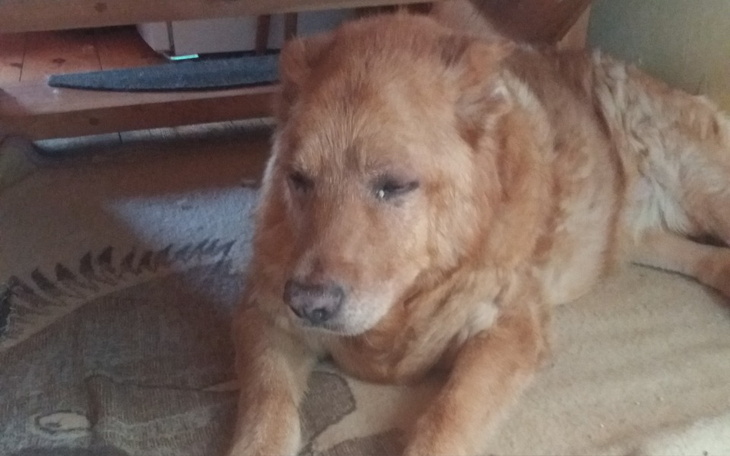 Zbiórka Fifi potrzebuje pomocy ostatnia - zdjęcie główne