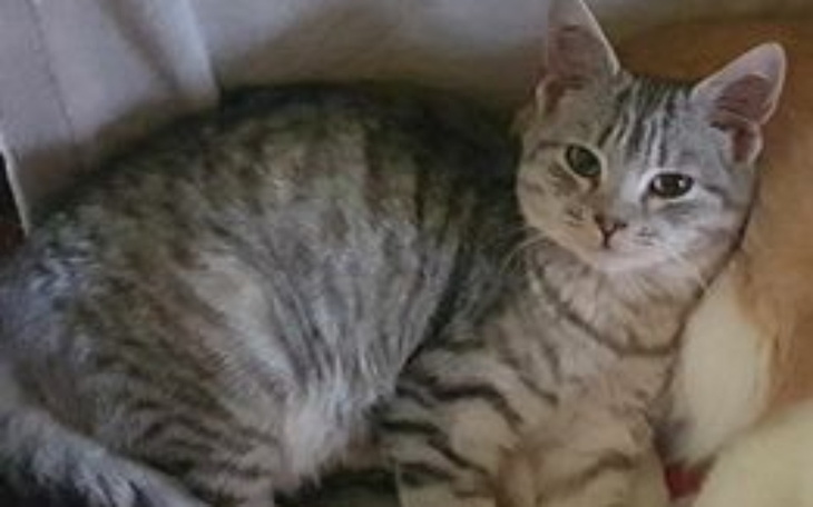 Zbiórka Leczenie kotka Szarusia - zdjęcie główne