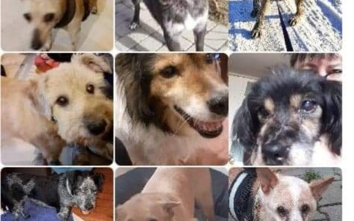 Zbiórka Urodzinowa dla 11 PSICH Cudaków - zdjęcie główne