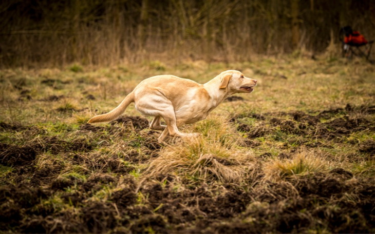 Zbiórka Dla Ginka na rehabilitacje - zdjęcie główne