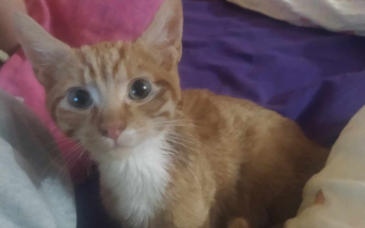 Zbiórka Kotek Garfield prosi o pomoc - zdjęcie główne