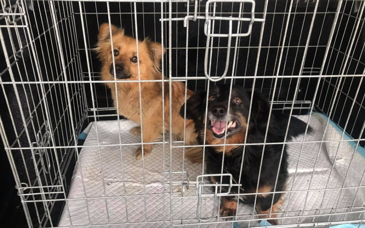 Zbiórka Dwa lata bez opieki - RATUJEMY - zdjęcie główne