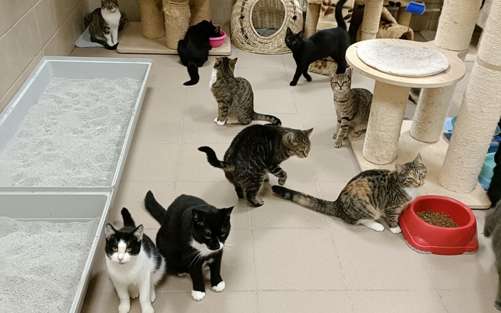 Grupa kotów w schronisku, bawiących się i odpoczywających.