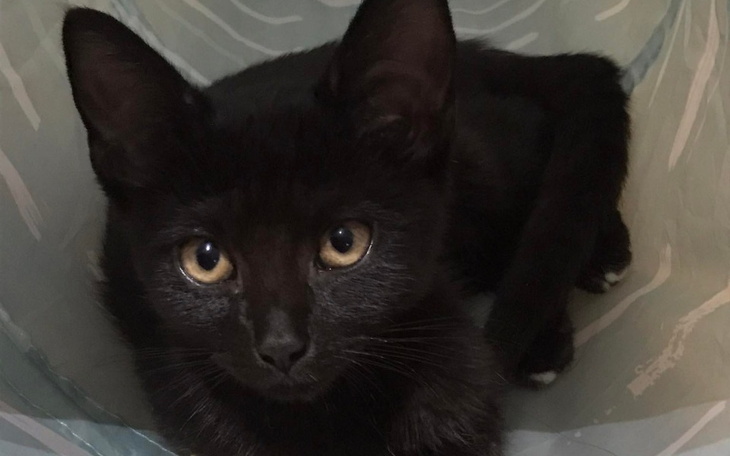 Zbiórka Salem kontra panleukopenia - zdjęcie główne