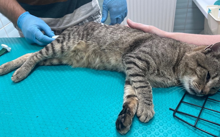 Zbiórka Ratowane zwierzęta - zdjęcie główne