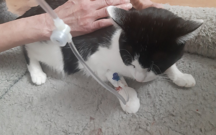 Zbiórka Panleukopenia zaatakowała DT - zdjęcie główne