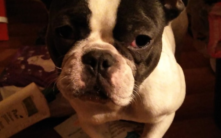 Zbiórka Zabieg buldoga - zdjęcie główne