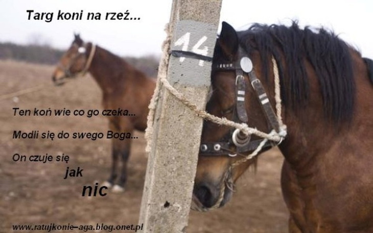 Zbiórka Wykupić kuca z rzeźni - zdjęcie główne