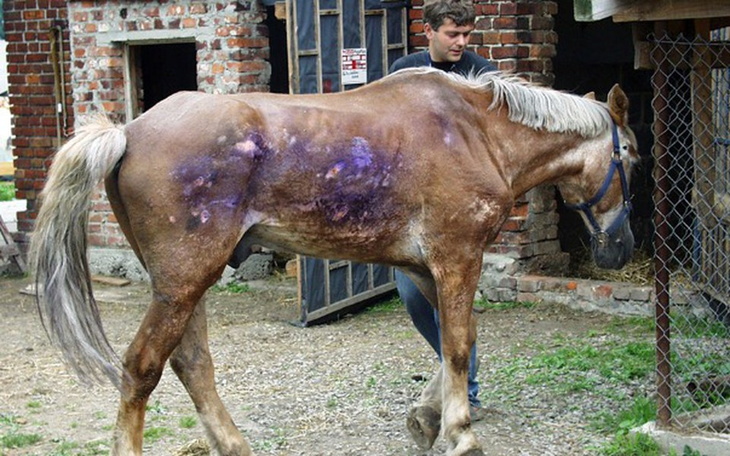 Zbiórka Wykup koni z rzeźni - zdjęcie główne
