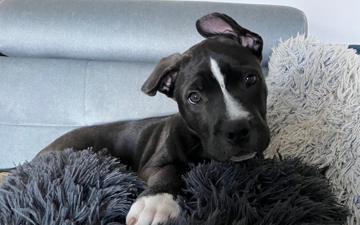 Słodki szczeniak leżący na poduszkach, z ciekawym spojrzeniem.