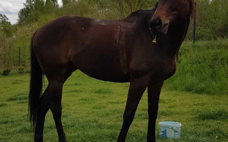 Zbiórka Operacja Horki - zdjęcie główne