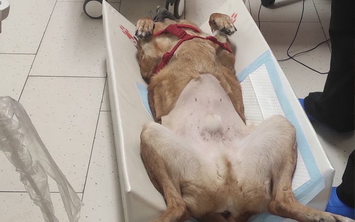 Zbiórka Spłata operacji Wojaka - zdjęcie główne