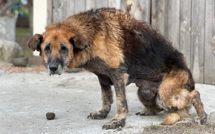 Stary pies, wyglądający na zmęczonego i schorowanego.