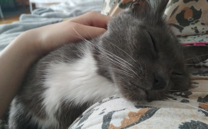 Zbiórka Na operację mojej kotki - zdjęcie główne