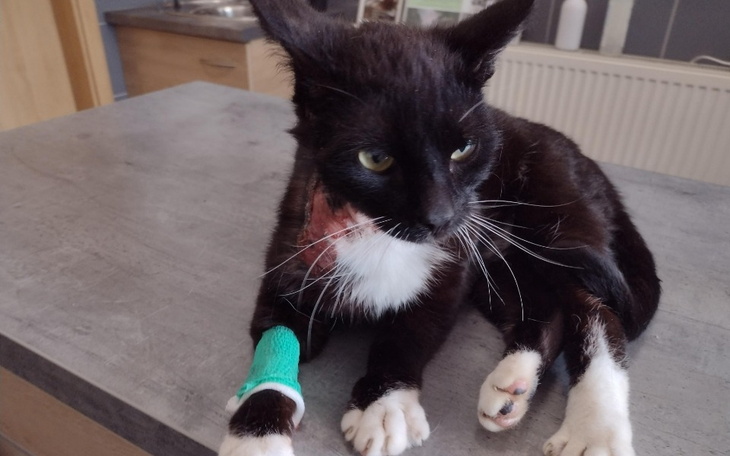 Zbiórka Victor głośno wołał o pomoc. - zdjęcie główne