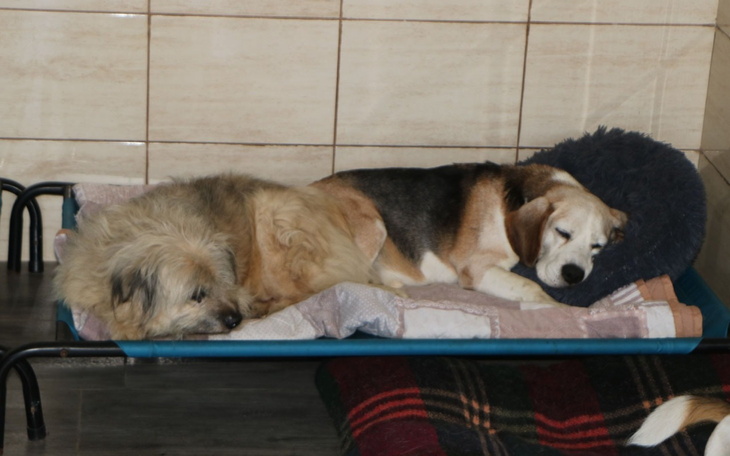 Dwa psy śpiące na łóżku w schronisku.