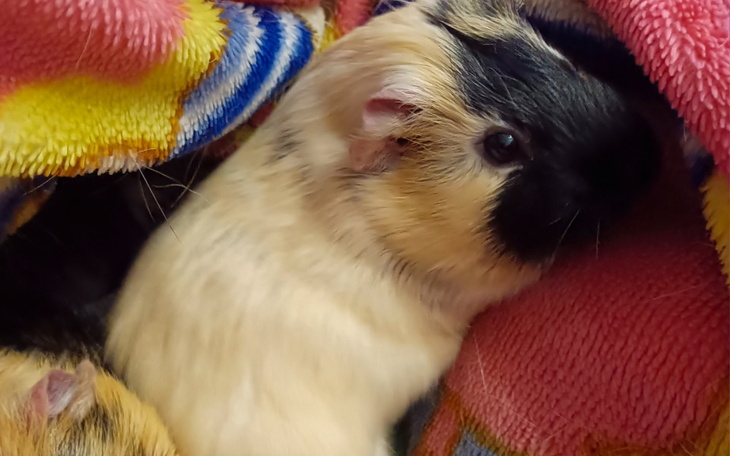 Zbiórka Na leczenie świnki morskiej Leo - zdjęcie główne