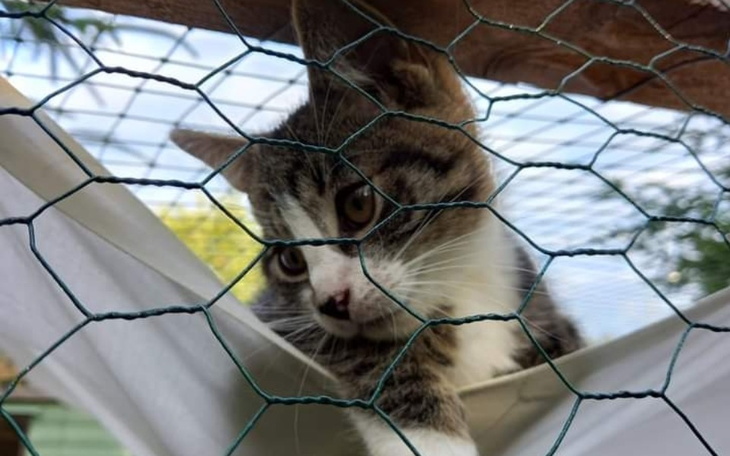 Zbiórka Koci Raj w kotko landi - zdjęcie główne