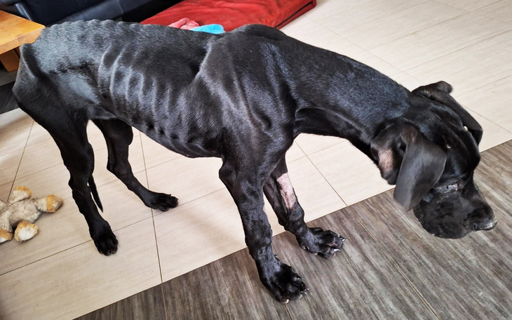 Chudy czarny pies, wyglądający na zaniedbanego.