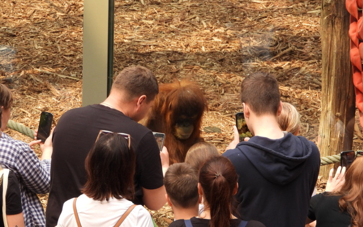 Ludzie robiący zdjęcia orangutanowi w zoo.
