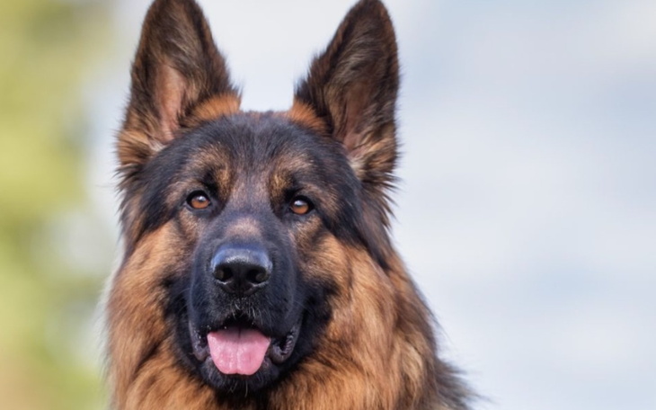 Zbiórka Zbieranie na chorego psa. - zdjęcie główne