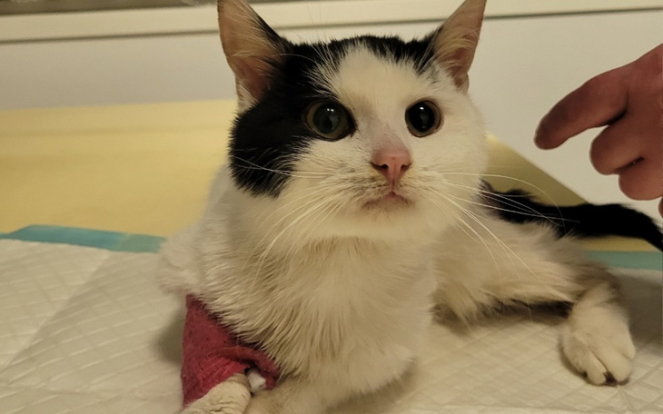 Zbiórka Ratunek kota ze złamaną miednicą - zdjęcie główne