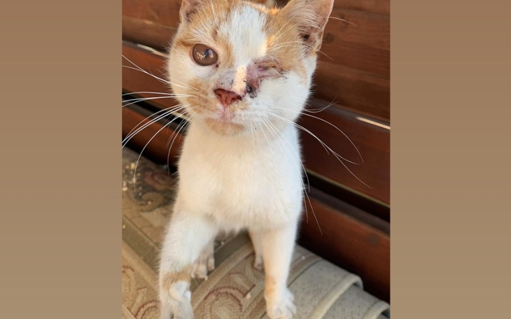 Zbiórka Na leczenie i utrzymanie kota. - zdjęcie główne