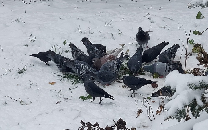 Stado gołębi żerujących na śniegu, w zimowej scenerii.