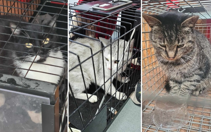 Zbiórka Stado obok Mru - zdjęcie główne