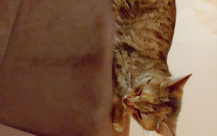 Zbiórka Leczenie dla znajdy - zdjęcie główne