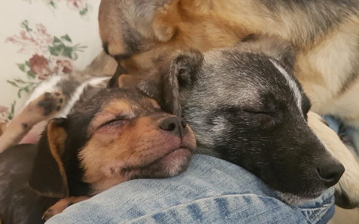 Zbiórka Urodzinowa-Dla psiaków Głosu Psa - zdjęcie główne