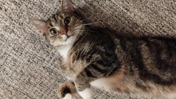 Zbiórka Na zabieg stomatologiczny Indusi - miniaturka zdjęcia