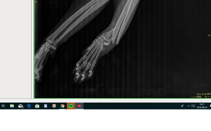 Zbiórka Operacja na łapę Kota - zdjęcie główne