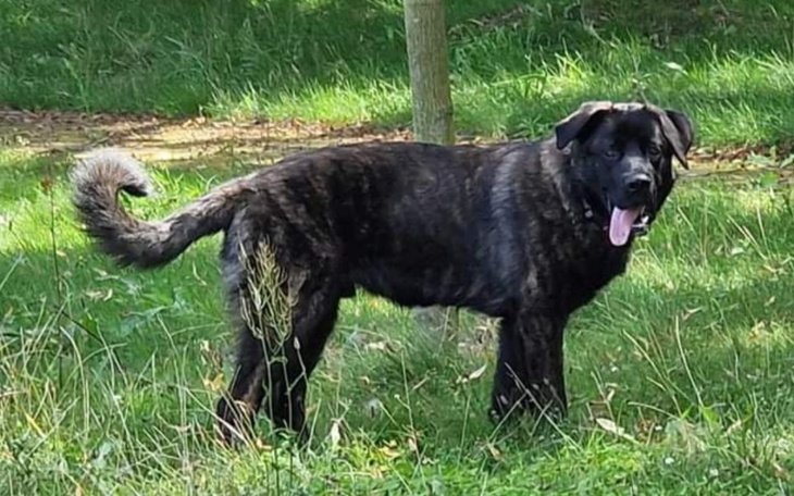 Zbiórka Pomoc dla przyjaciela Maksia - zdjęcie główne