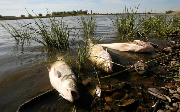 Zbiórka ODRAtujmy Odrę - zdjęcie główne