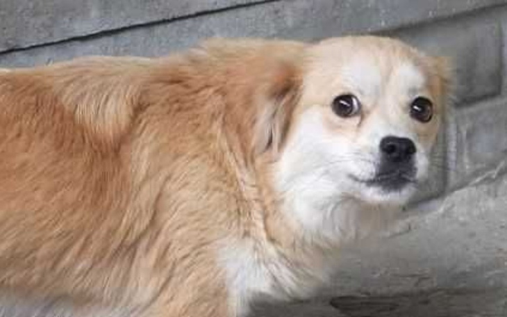 Zbiórka Może opuścić schronisko bez wolo - zdjęcie główne