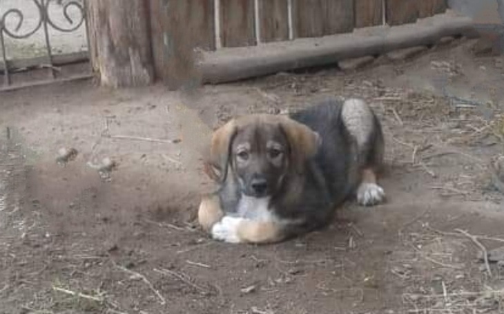 Zbiórka Prezent dla małego przyjaciela - zdjęcie główne