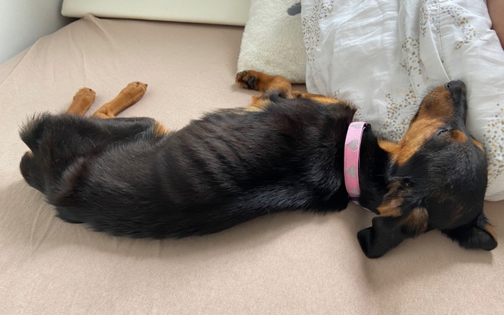 Pies śpiący na łóżku, z różową obrożą.