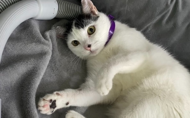 Zbiórka Dokończenie leczenia Kropeczki - zdjęcie główne