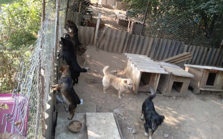 Psy w schronisku bawią się i biegają w ogrodzonym terenie.