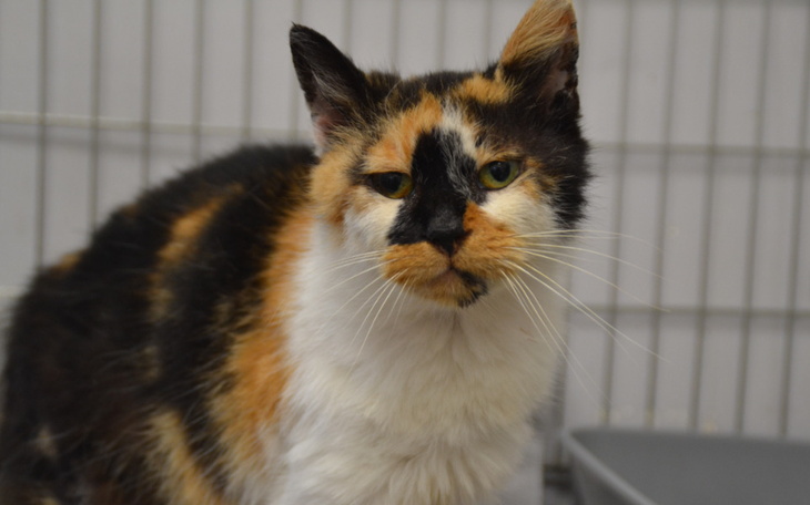 Zbiórka Umierająca koteczka... - zdjęcie główne