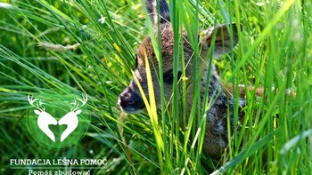 Zbiórka Leśna Pomoc zbiera na auto - miniaturka zdjęcia
