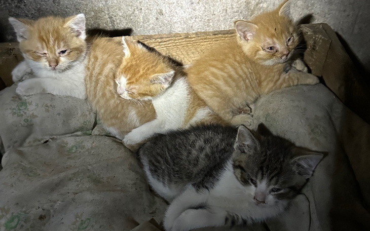 Zbiórka Bezdomne chore kociaki - zdjęcie główne