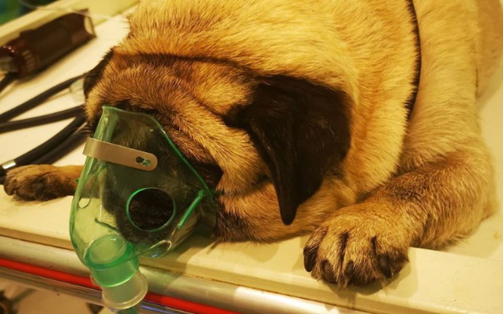 Zbiórka Leczymy mopsiczke Bubulkę - zdjęcie główne