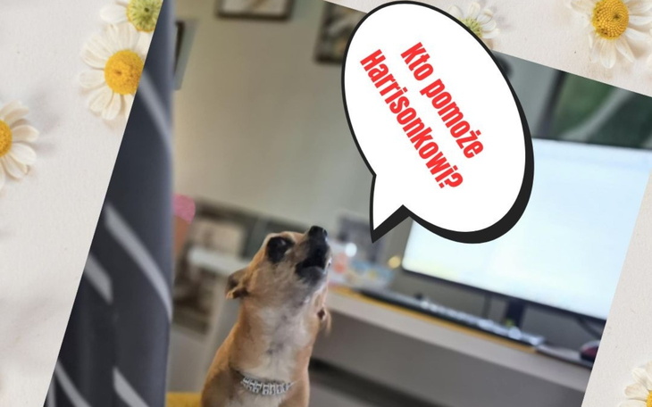 Pies zadaje pytanie w zabawnej mowie.